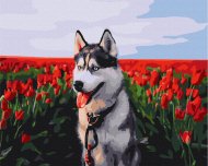 BRUSHME värvi numbrite järgi  Husky in a tulip field, BS30983