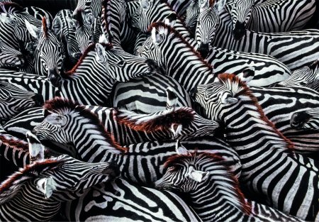 CLEMENTONI pusle Zebras, 1000tk, 39729 39729